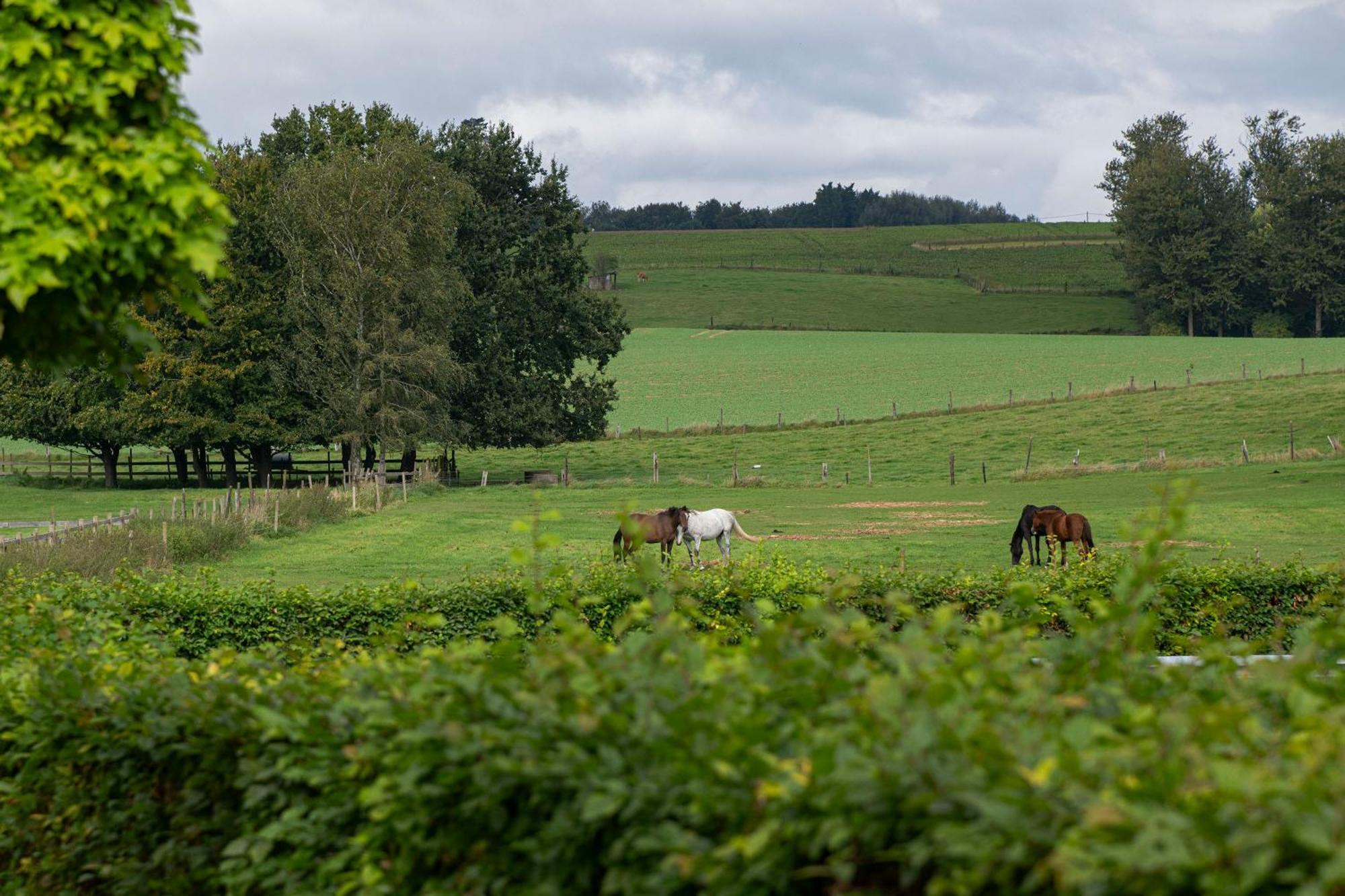 B&B Bertem Natuur Eksteriør billede